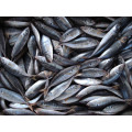 Jack Mackerel Frozen Horse Mackerel Exportateurs